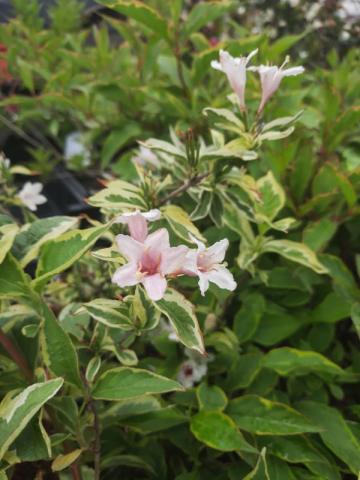 Weigela florida 'Kosteriana Variegata'